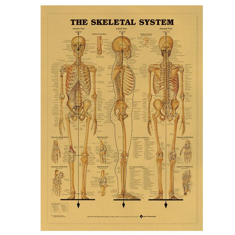 Star Map Poster - Vintage The Skeletal System Medical Poster
