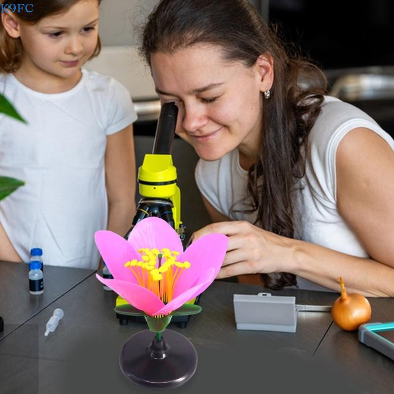 K9FC Realistic Plant Teaching  - Science Exhibition Models recensie en prijs